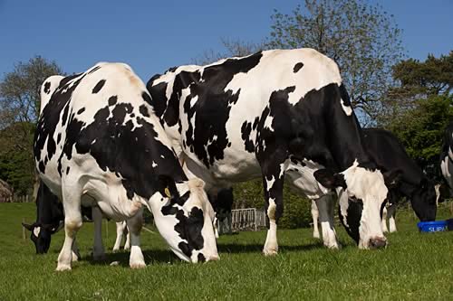 Farm Images